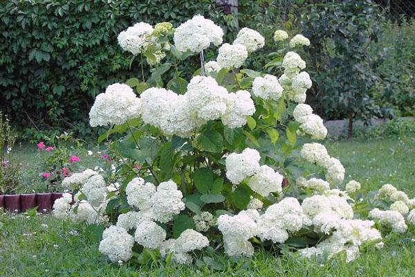viburnum buldenezhin laskeutumispaikka