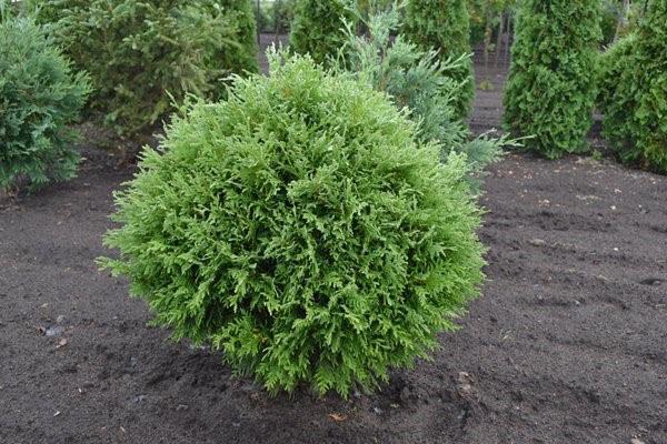 Thuja Woodwardy -laskupaikka