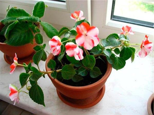 nuori sisäpalsami