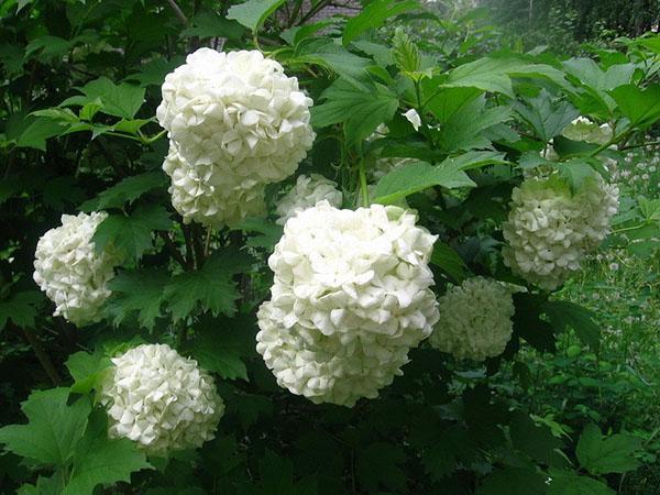 viburnum buldenezhin lempeä kukinta