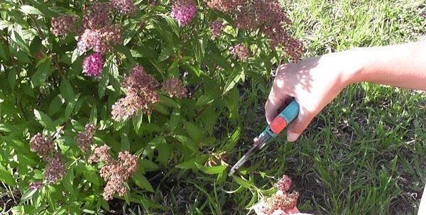 leikkaamalla spirea