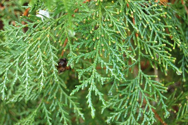 itäisten thuja-neulojen erityinen rakenne