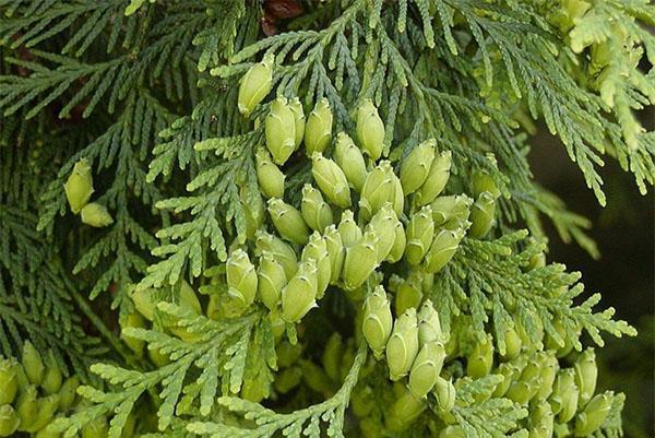 Columnan thuja-hedelmät