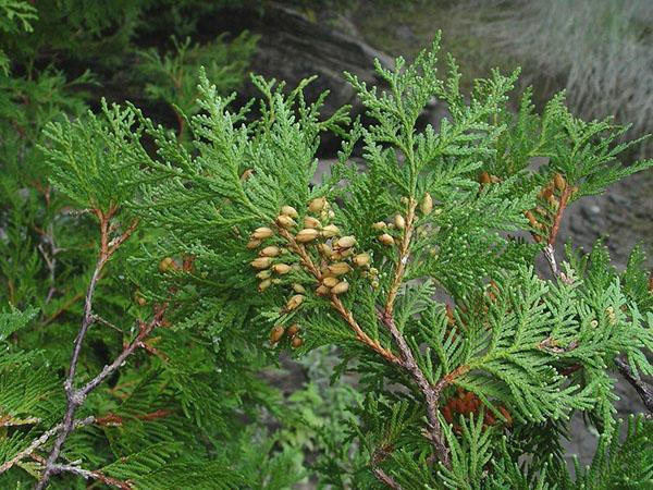 thuja woodwardi -hedelmä