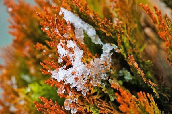 thuja muuttui keltaiseksi talven jälkeen