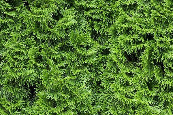 rehevä thuja Columnan kruunu