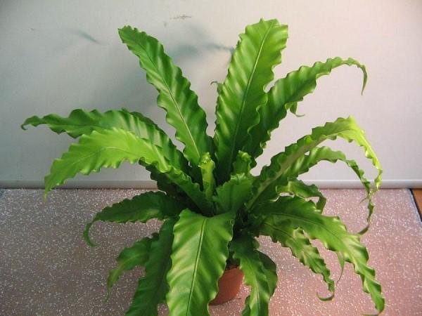 Asplenium Etelä-Aasian