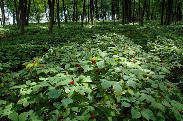 kasvava ginseng
