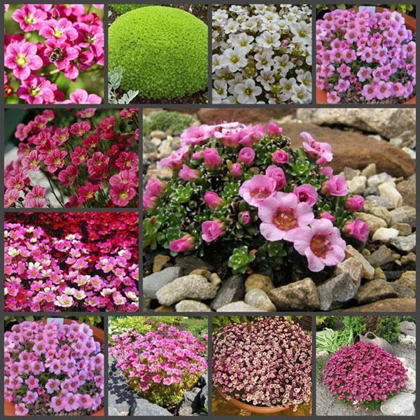 lajikkeet saxifrage