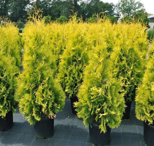 feigenbaum als zimmerpflanze Knstlicher Feigenbaum (Ficus lyrata)