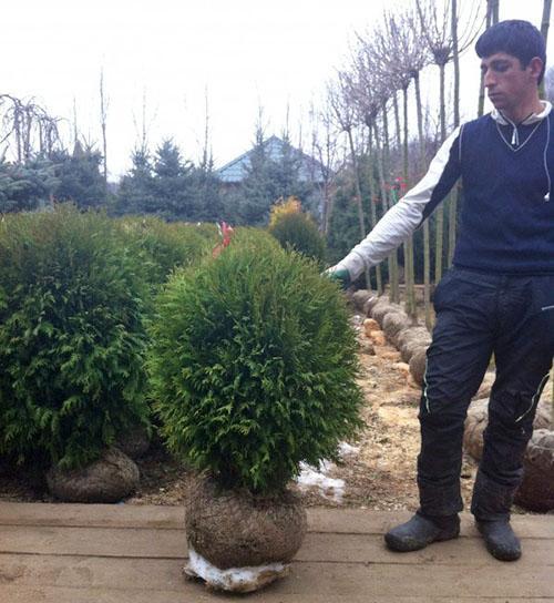 thuja Globozan taimet
