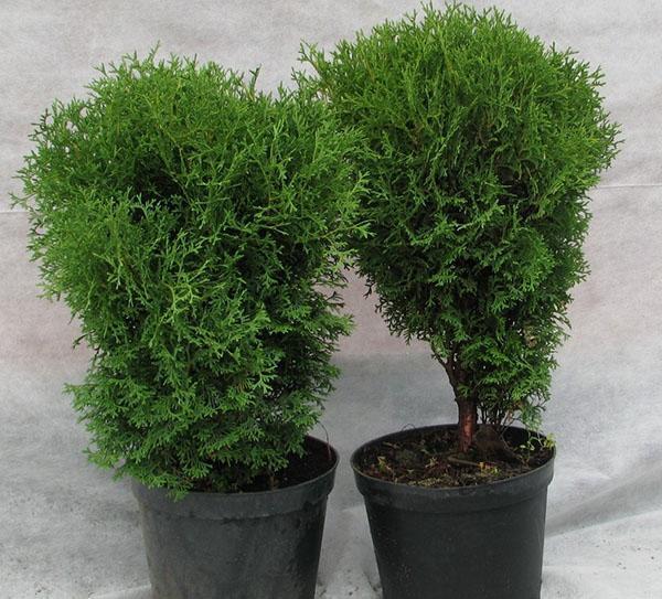 thuja Hozerin taimet
