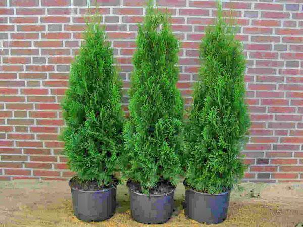 thuja Columnan taimet