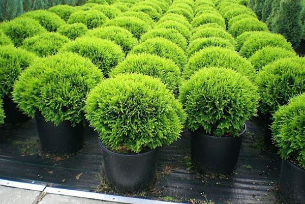 pallomaiset thuja-taimet