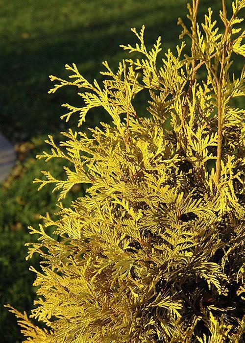 vuodenaikojen muutos thuja-neulojen värissä