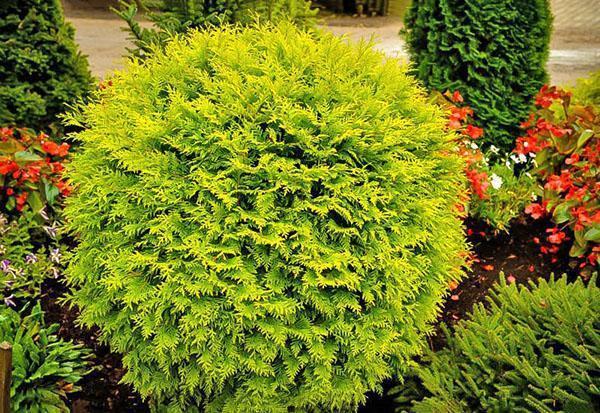 pallomainen thuja Golden Glob