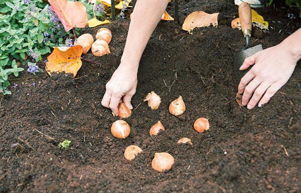 noudatamme tulppaanien istutusehtoja