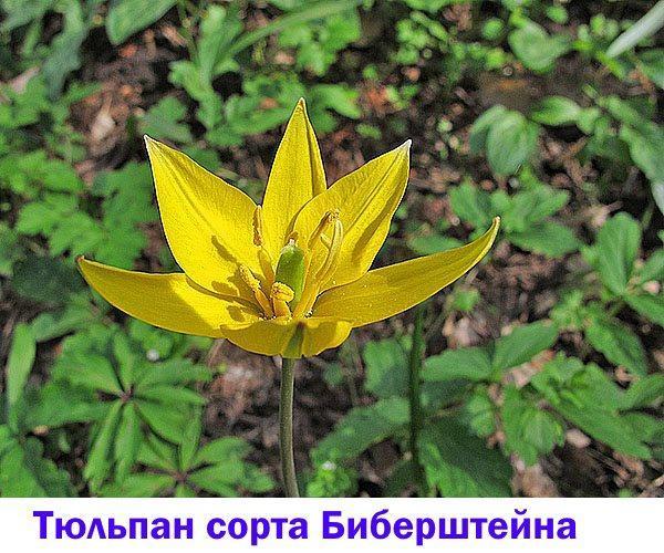 Bieberstein tulppaani