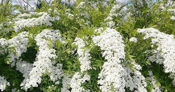 spirea heidän kesämökissään