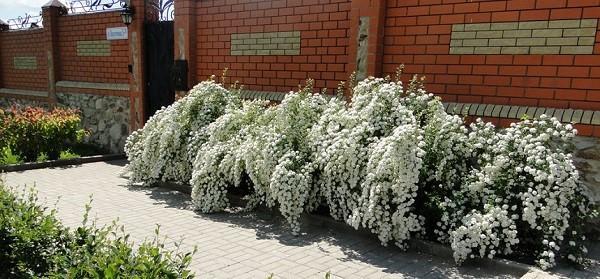 spirea sivustolla