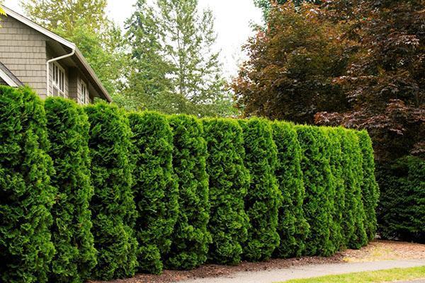 thuja Holmstrupin seinä