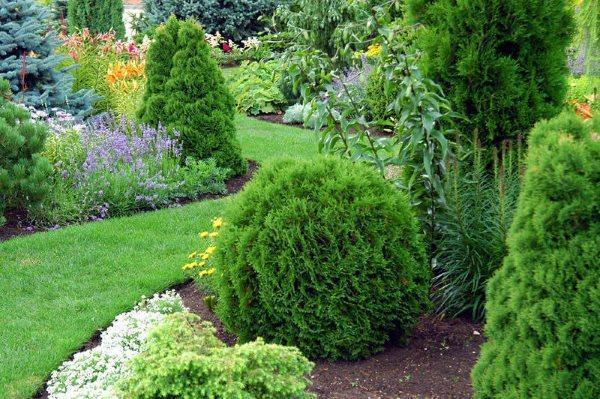 eri lajikkeiden thuja sivustolla