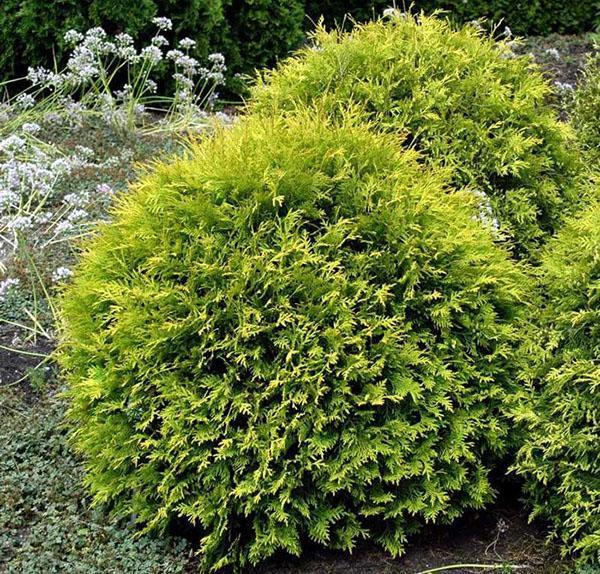 thuja kultainen maapallo puutarhassa