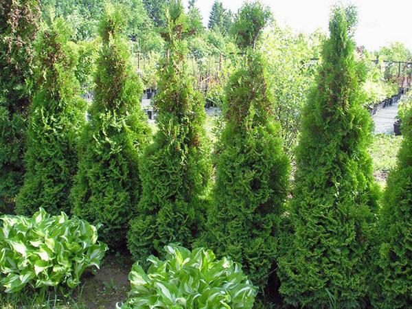 thuja Holmstrup koristaa puutarhaa