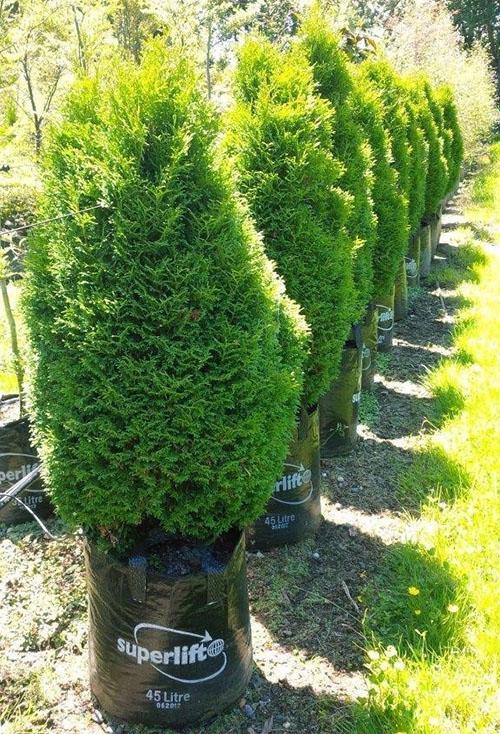 thuja Holmstrup puutarhassa