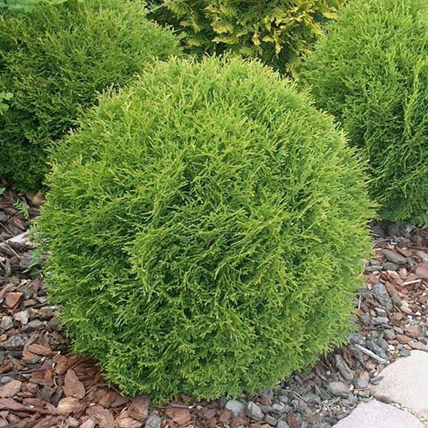 thuja Hoseri maisemasuunnittelussa