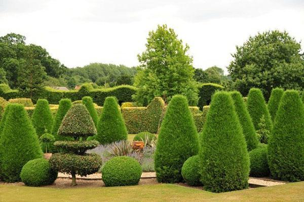 thuja columna puiston alueella