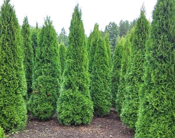 thuja pyramidin