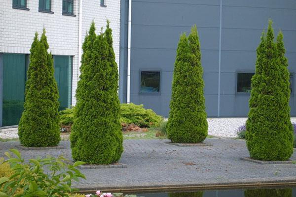 thuja-pyramidin laskeutumispaikka