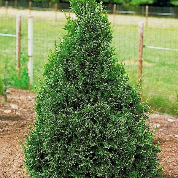 thuja taitettu maassa