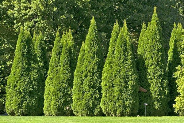thuja taitettuna