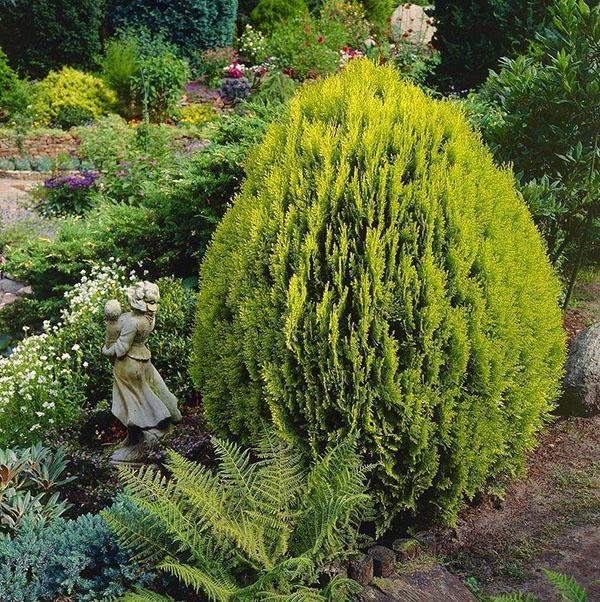 thuja orientalis puutarhassa