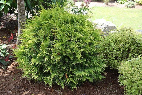 thuja woodwardi puutarhassa