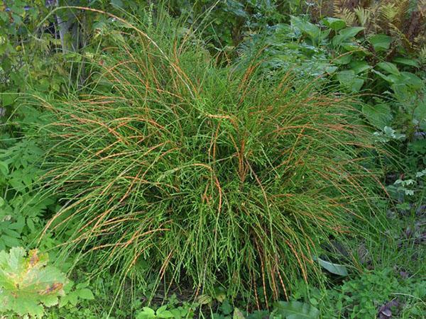 thuja smaragd 40 cm Thuja Smaragd 40-60 cm