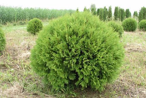 thuja Länsi-Globoza