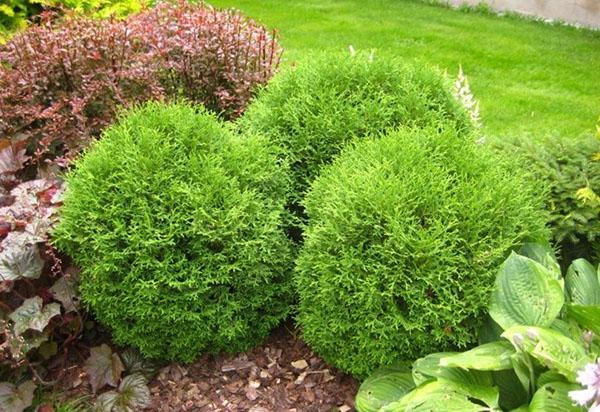thuja occidentalis maisemassa
