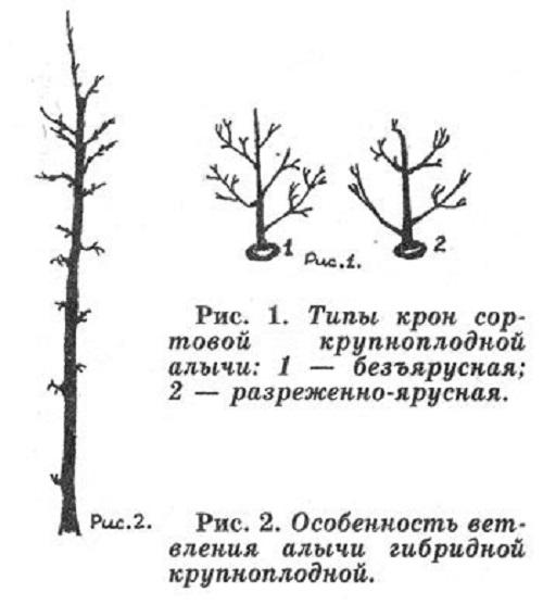 tyypin kruunu