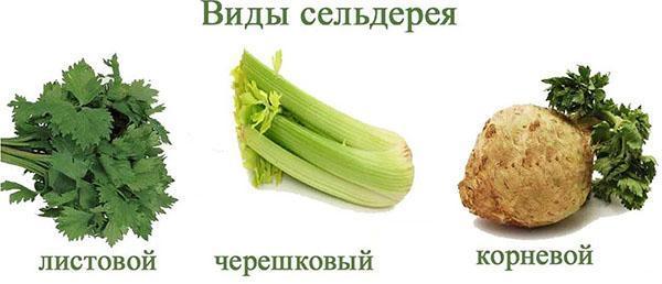 selleri tyypit