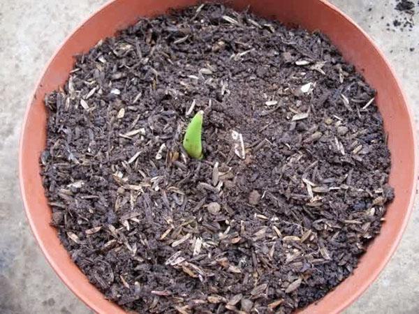 kevät tulppaanien istutus