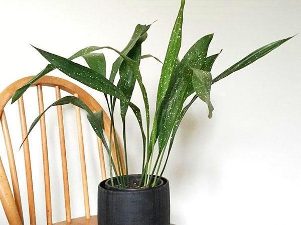 kasvaa aspidistra kotona