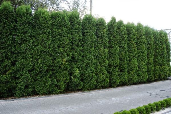thuja Columnan korkea muuri