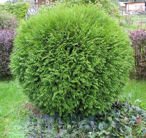 aikuisen pensas thuja Globoza