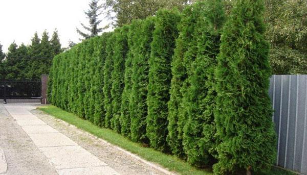 thuja Columnan suojaus