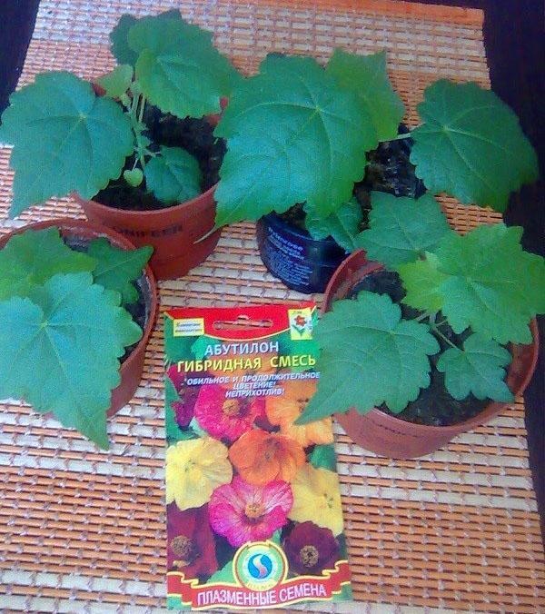 siemen abutilone