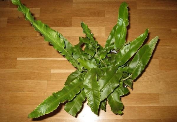 asplenium tuhatjalkainen