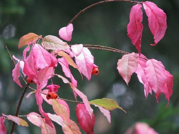 syyläinen euonymus